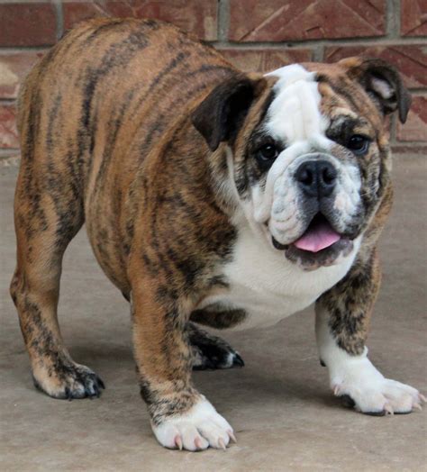  Standard English Bulldog colours include white, fawn, red and brindle